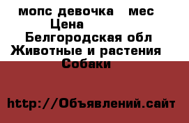мопс девочка 8 мес › Цена ­ 8 000 - Белгородская обл. Животные и растения » Собаки   